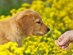 Treating a dog